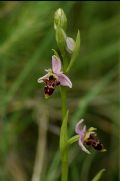 Ophrys scolopax